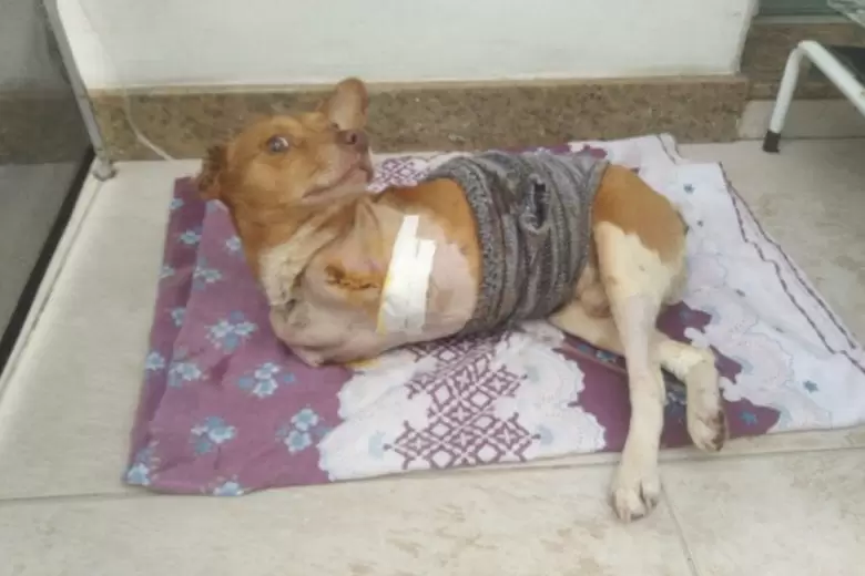 Cão em recuperação após cirurgia com curativo